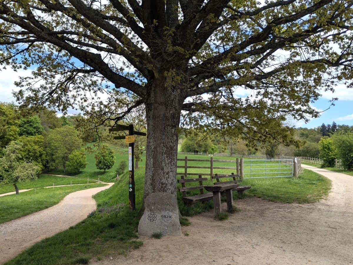 Ein großer, alter Eichenbaum mit einem Gedenkstein davor, zwei Wanderwegen (Wanderknotenpunkt 2) und einer Sitzgruppe am Rande einer Wiese mit Holzzaun.